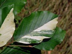 Buk lesní (Fagus sylvatica L.) s panašovanými listy (2b)