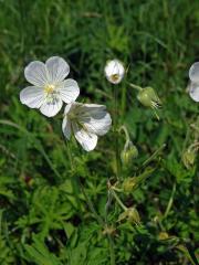 Kakost luční (Geranium pratense L.), rostlina s bílými květy (2a)