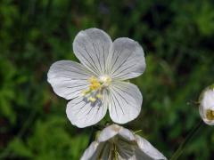 Kakost luční (Geranium pratense L.), rostlina s bílými květy (2b)