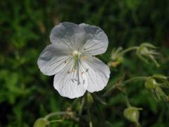Kakost luční (Geranium pratense L.), rostlina s bílými květy (2c)