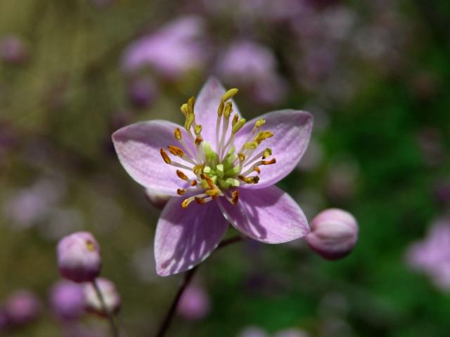 Žluťucha (Thalictrum delavayi Frauch.), pětičetný květ
