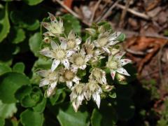 Rozchodník pochybný (Sedum spurium M. Bieb.) (1a) s bílými květy