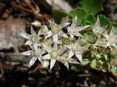 Rozchodník pochybný (Sedum spurium M. Bieb.) (1b) s bílými květy
