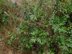 Ostružiník dřipený (Rubus laciniatus Willd.)