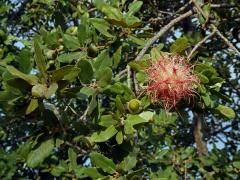 Hálka žlabatky ježaté (Andricus caputmedusae), dub kermesový
