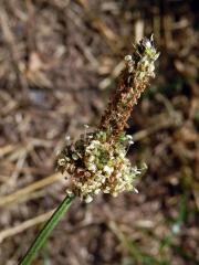 Jitrocel kopinatý (Plantago lanceolata L.) - větvené květenství (4)