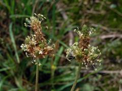 Jitrocel kopinatý (Plantago lanceolata L.) - větvené květenství (6a)