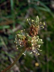 Jitrocel kopinatý (Plantago lanceolata L.) - větvené květenství (6b)