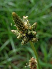 Jitrocel kopinatý (Plantago lanceolata L.) - větvené květenství (7c)