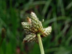 Jitrocel kopinatý (Plantago lanceolata L.) - větvené květenství (7d)