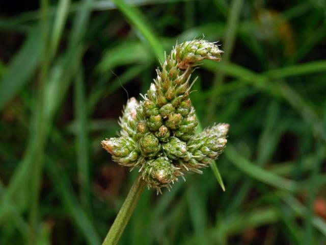 Jitrocel kopinatý (Plantago lanceolata L.) - větvené květenství (9)