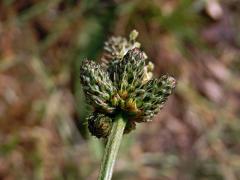 Jitrocel kopinatý (Plantago lanceolata L.) - větvené květenství (10b)