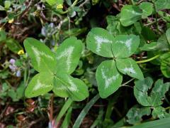 Jetel luční (Trifolium pratense L.) - čtyřlístek (3)