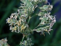 Chrastice rákosovitá (Phalaris arundinacea L.)