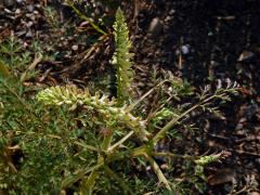 Dymnivka (Corydalis saxicola G. S. Bunting)