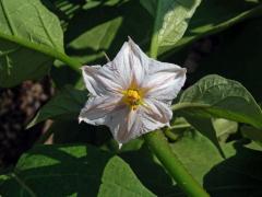Lilek vejcoplodý (baklažán) (Solanum melongena L.), šestičetný květ