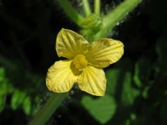 Lubenice obecná (Citrullus lanatus (Thunb.) Matsum. & Nakai) s čtyřčetným květem