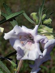 Sezam indický (Sesamum orientale L.), zdvojený květ