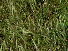 Sveřep střešní (Bromus tectorum L.)