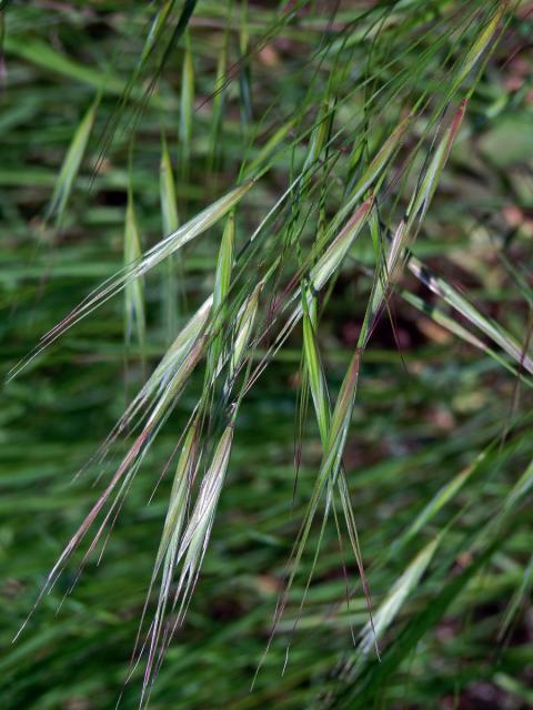 Sveřep střešní (Bromus tectorum L.)