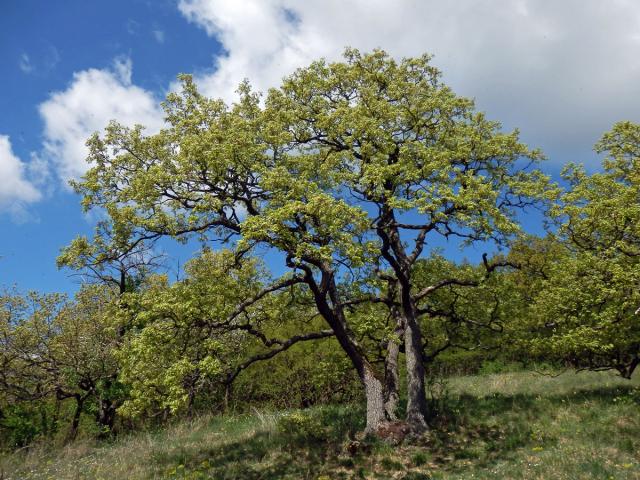 Dub pýřitý (Quercus pubescens Willd.)