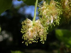 Buk lesní (Fagus sylvatica L.)
