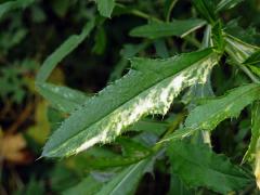 Pcháč oset (Cirsium arvense (L.) Scop.), rostlina s panašovanými listy (1c)