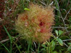 Hálky žlabatky růžové (Diplolepis rosae)
