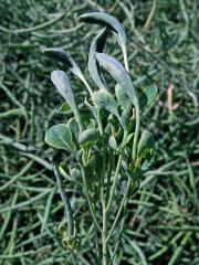 Brukev řepka (Brassica napus L.), květy se zlistělými korunními plátky (3a)
