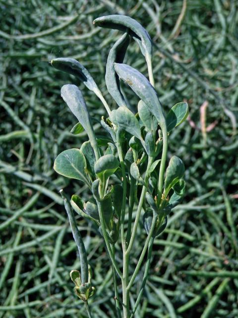 Brukev řepka (Brassica napus L.), květy se zlistělými korunními plátky (3a)