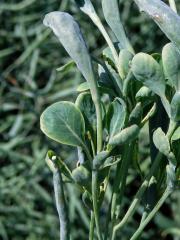 Brukev řepka (Brassica napus L.), květy se zlistělými korunními plátky (3b)