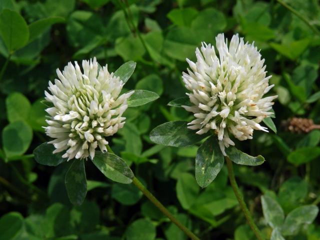 Jetel luční (Trifolium pratense L.) s květy bílé barvy (3a)