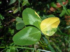 Jetel luční (Trifolium pratense L.), panašovaný list (2a)