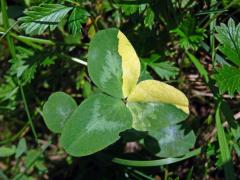 Jetel luční (Trifolium pratense L.), panašovaný list (2b)