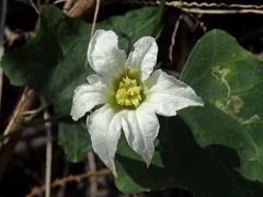 Coccinia grandis (L.) Voigt, šestičetný květ (1b)