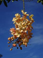 Kasie (Cassia × nealiae H. S. Irwin & Barneby)