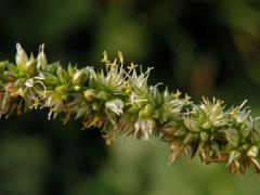 Laskavec (Amaranthus spinosus L.)