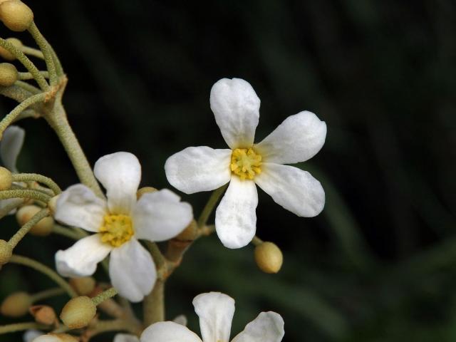 Tungovník molucký (Aleurites moluccana (L.) Willd.)