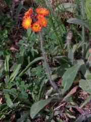 Jestřábník oranžový (Hieracium aurantiacum  L.)