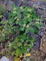 Pryšec (Euphorbia heterophylla L.)