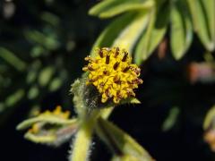 Dubautia menziesii (Gray) Keck