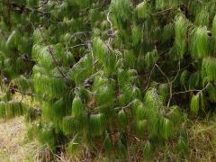 Borovice (Pinus patula Schiede ex Schltdl. & Cham.)