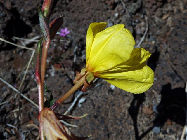 Pupalka tuhá (Oenothera stricta Ledeb. ex Link)
