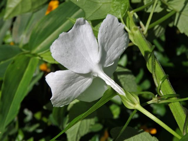 Thunbergie (Thunbergia fragrans Roxb.)
