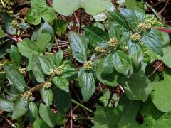 Pryšec (Euphorbia hirta L.)