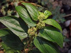 Pryšec (Euphorbia hirta L.)