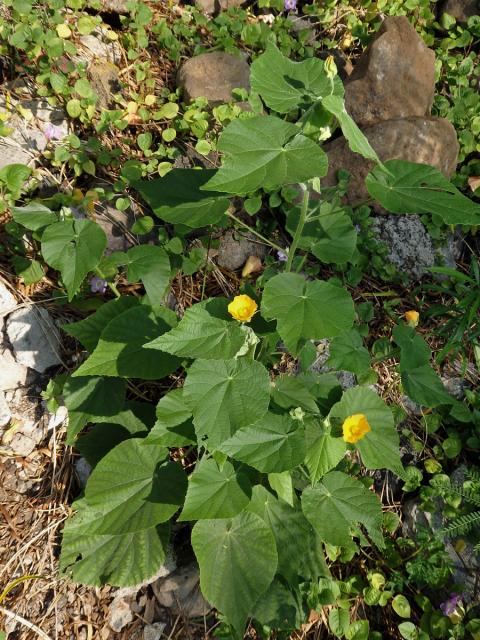 Mračňák velkolistý (Abutilon grandifolium (Willd.) Sweet)