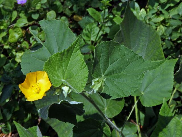 Mračňák velkolistý (Abutilon grandifolium (Willd.) Sweet)