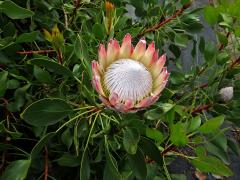Protea cynaroides (L.) L.