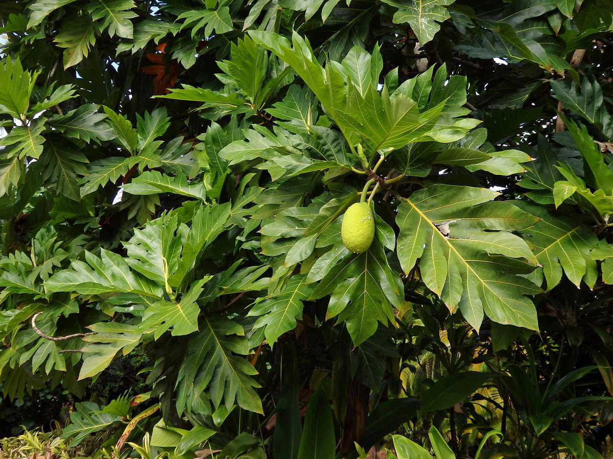 Chlebovník obecný (Artocarpus altilis (Parkinson) Fosberg)